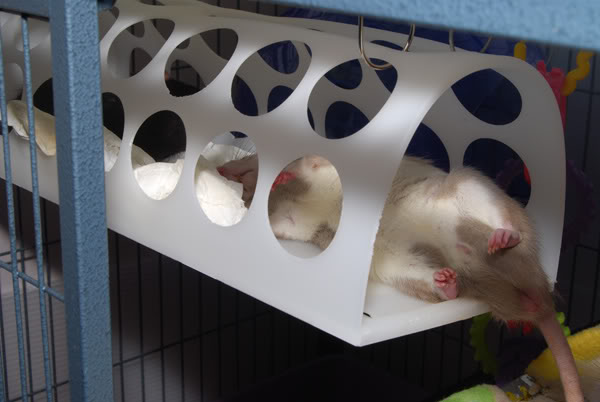 diy rodent cage